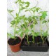 Plant de tomate ancienne